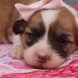 Charm - Red female Pembroke Welsh Corgi puppy in San Antonio, Texas from Moxxi's Legacy Corgis