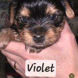 Violet - Black and tan female Yorkshire Terrier puppy in San Angelo, Texas from Eleventyseven Yorkies