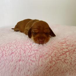 Dachshund Puppies from Truehearted Miniature Dachshunds