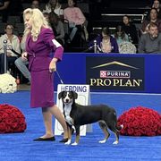 Entlebucher Mountain Dog Puppies from Entles Edge Entlebucher Mountain Dogs, LLC