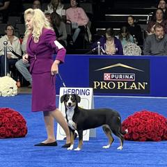 Entlebucher Mountain Dog Puppies from Entles Edge Entlebucher Mountain Dogs, LLC