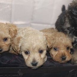 Maltipoo and Poodle Puppies from Poodles Are Mixy