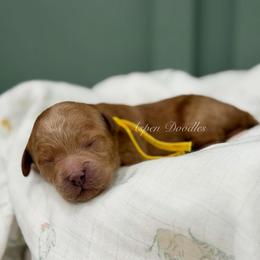 April (Yellow collar) - Apricot female Goldendoodle puppy in Salem, Utah from Aspen Doodles