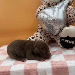 Purple - Chocolate female Labrador Retriever puppy in Heath Springs, South Carolina from Rich Hill Retrievers