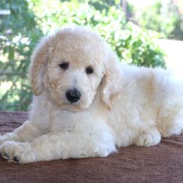 Biscuit AKC Dozen Champion Bloodline DNA Tested Parents - White male Poodle puppy in Haines City, Florida from Divine Poodle Paradise Standard Poodles & Divine Dachshunds