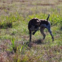 Vader - German Shorthaired Pointer