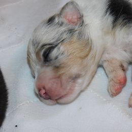 Boy 2 - Blue merle Australian Shepherd puppy in Archer, Florida from GatorHeaven Aussies