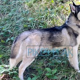 Neshema - Siberian Husky