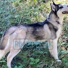 Neshema - Siberian Husky