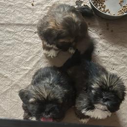 Lhasa Apso and Rhodesian Ridgeback Puppies from Koenigplatz Kennel