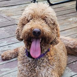 Goldendoodles from ~ Samantha's Goldendoodles ~