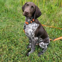 German Shorthaired Pointer Puppies from Dem Feuerhaus Gun Dogs