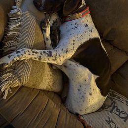 German Shorthaired Pointer All Grown Up from Briar Creek Kennels