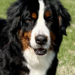 Dolly - Bernese Mountain Dog