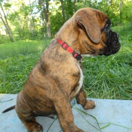Red collar guy - Brindle male Boxer puppy in Isle, Minnesota from Boxers vom Norden