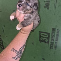 Soldier - Blue merle male Toy Australian Shepherd puppy in Humansville, Missouri from Tater Tot aussies
