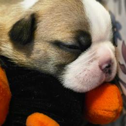 Alpha - Seal brindle and white male Boston Terrier puppy in Kingsport, Tennessee from Irish Heart Bostons
