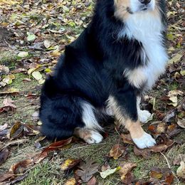 Australian Shepherd All Grown Up from Majestic Skyes Aussies
