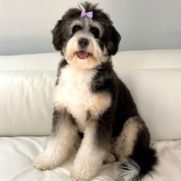 Sfogliatelle - Bernedoodle