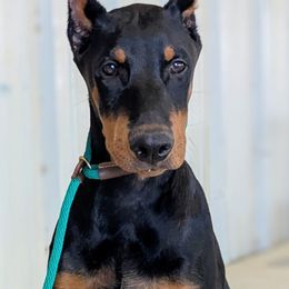 Green Collar - Black and rust male Doberman Pinscher puppy in Houston, Texas from Tycho's Dobermans