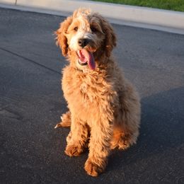 Summer - Goldendoodle