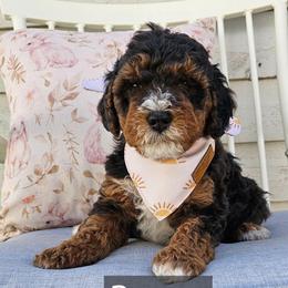 Peppy - Merle male Bernedoodle puppy in Decatur, Georgia from So Adoodable