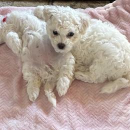 Lilly - White female Bichon Frise puppy in Hagerstown, Maryland from Weeping Willow Farm