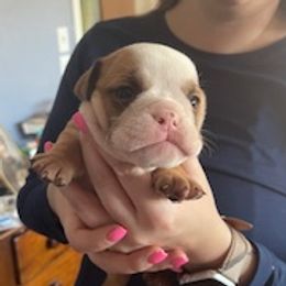 Boy 2 - Brindle male Bulldog puppy in Tierra Verde, Florida from Destiny Kennel