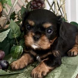 Serena - Black and tan female Cavalier King Charles Spaniel puppy in Oklahoma from Rocky Oak Cavaliers & Biewer Terriers LLC