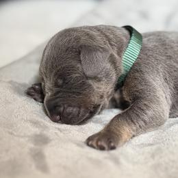 Doberman Pinscher Puppies from Haus of Hound