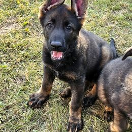German Shepherd Puppies from Brighton Shepherds