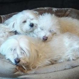 Maltese from Kerrie Craig's Maltese