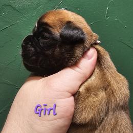 Purple - Fawn female Boxer puppy in Johnson City, Tennessee from Seven Kingdom Boxers