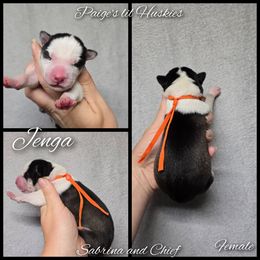 Jenga - Black and white female Siberian Husky puppy in Bloomfield, Indiana from Paiges lil huskies