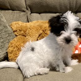 Assorted Doodle Crosses, Double Doodle, Maltipoo, Morkie, and Yorkipoo Puppies from Danza Bolo
