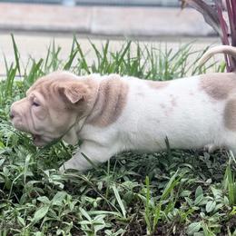 Brandy - Lilac dilute female Chinese Shar-Pei puppy in Lehigh Acres, Florida from Florida Wrinkles