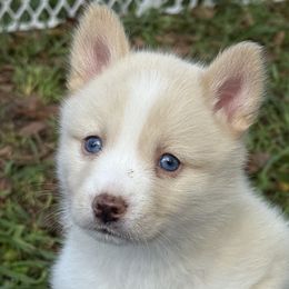 Pomsky Puppies from SRF Pomskies