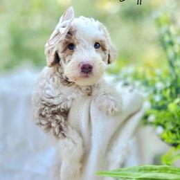 Latte - female Australian Mountain Doodle puppy in Grand Rapids, Michigan from The Kindred K9