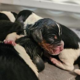 Flik - Black tan and bluetick male Beagle puppy in Bois D Arc, Missouri from Country Home Pets and Farm