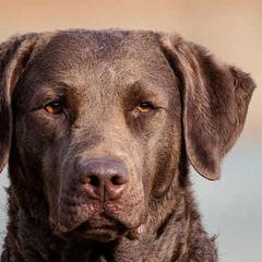 Chesapeake Bay Retrievers and Golden Retrievers from Oxford Farm Kennels