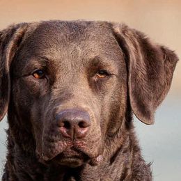 Chesapeake Bay Retrievers and Golden Retrievers from Oxford Farm Kennels