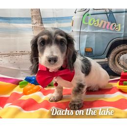 Cosmos - Blue and cream male Dachshund puppy in Grove, Oklahoma from Dachs on the lake