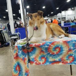 Azawakh, Collie, and Standard Schnauzer All Grown Up from Kokomo Kennels