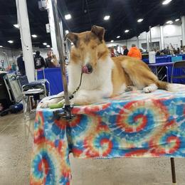 Azawakh, Collie, and Standard Schnauzer All Grown Up from Kokomo Kennels
