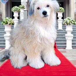 Maggie - Chinese Crested