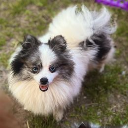 Fendi - Pomeranian