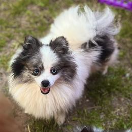 Fendi - Pomeranian