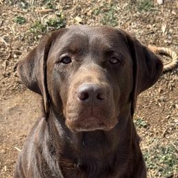 Kahlua - Labrador Retriever