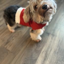 Yorkshire Terrier puppies from Majic multi pups