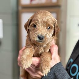 Pumpkin - Red  female Goldendoodle puppy in Wharton, Texas from Little Fur Friends